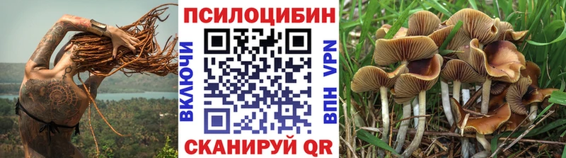 KRAKEN зеркало  Курильск  Галлюциногенные грибы Psilocybine cubensis 